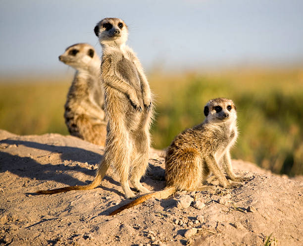 Kalahari Meerkats stock photo