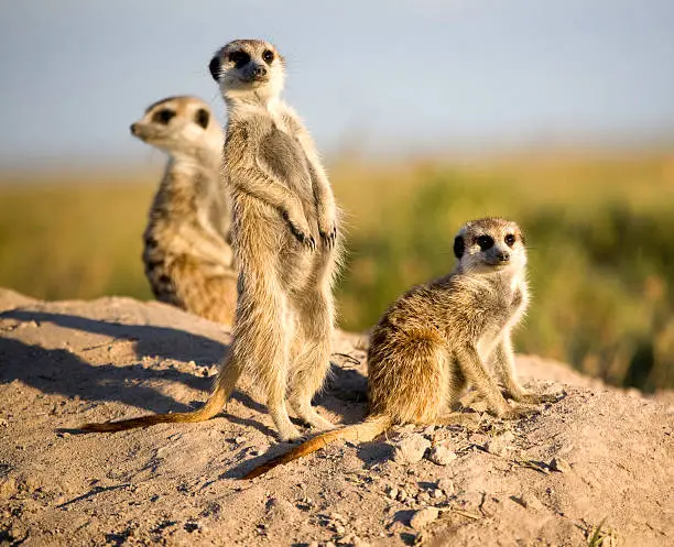Photo of Kalahari Meerkats
