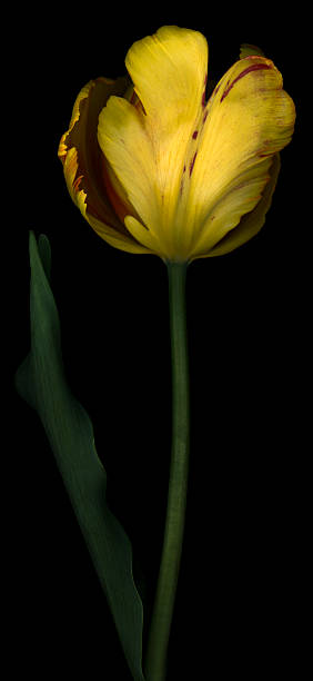 istock Yellow Parrot Tulip isolated on black 154963990