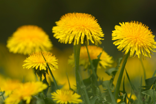 yellow dandelion on green meadow