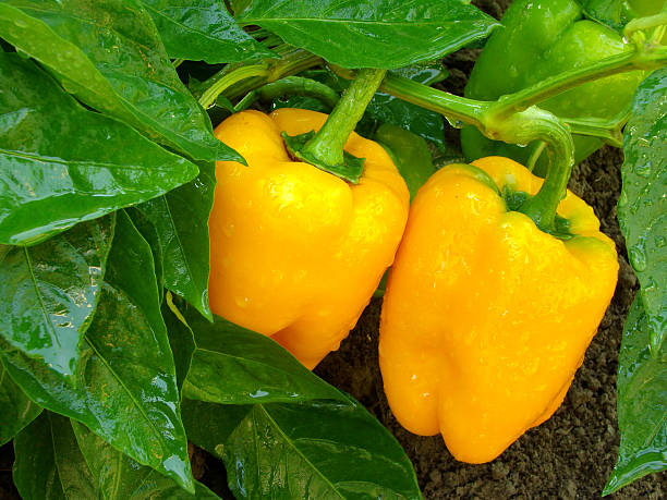 kuvapankkikuvat ja rojaltivapaat kuvat aiheesta oranssi paprikat - pepper plant