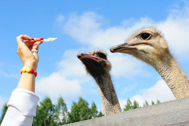istock Tourist feeding an ostrich 154965063