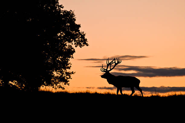 pôr do sol silhuette de alce grande - red deer animal mammal wildlife imagens e fotografias de stock