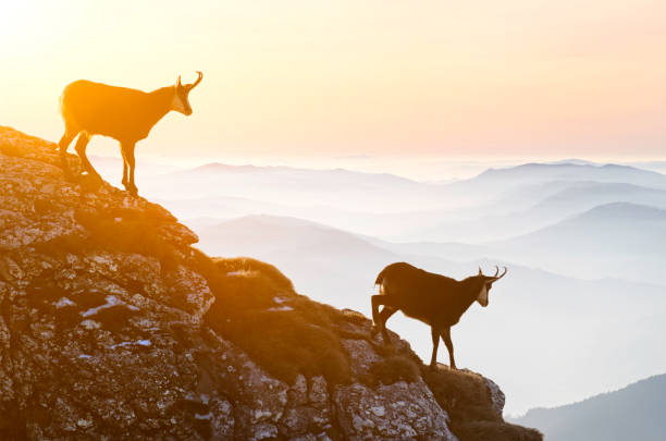 Chamois descending rocky cliffs chamoix descending rock cliffs during sunset chamois animal photos stock pictures, royalty-free photos & images