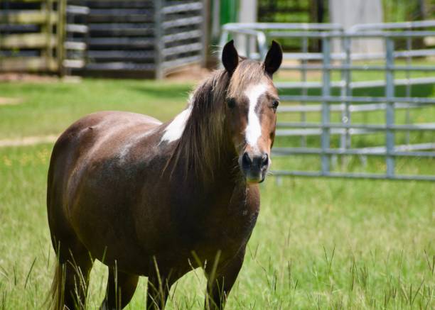 istock Brown Pony with White Blaze 1549655092
