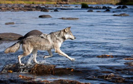 Timber wolf profile, running through water.  Autumn in Minnesota.