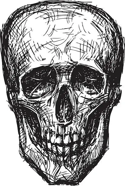 Vector illustration of skull of a human