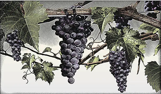 Vector illustration of Grapevine