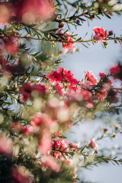 istock Pink flowering shrub 1549660547