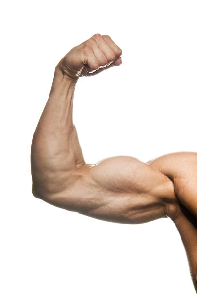 Flexed man's biceps stock photo