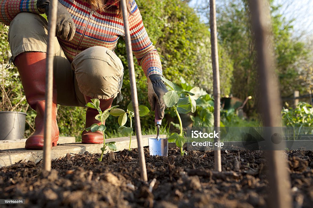 Planting Beans in Vegetable Garden Woman gardener using a hand trowel to plant broad bean shoots in a raised bed in a vegetable garden on a golden spring evening. Sowing Stock Photo