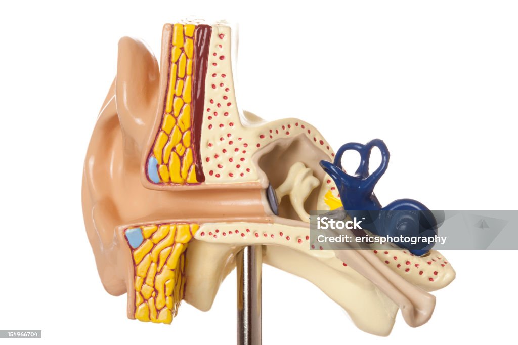 Oreja humana sobre fondo blanco - Foto de stock de Anatomía libre de derechos