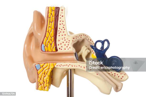 Foto de Orelha Humana No Fundo Branco e mais fotos de stock de Anatomia - Anatomia, Ouvido médio, Corpo humano