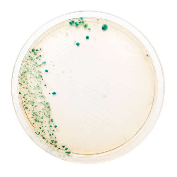 istock Bacteria colonies on petri dish 154966710