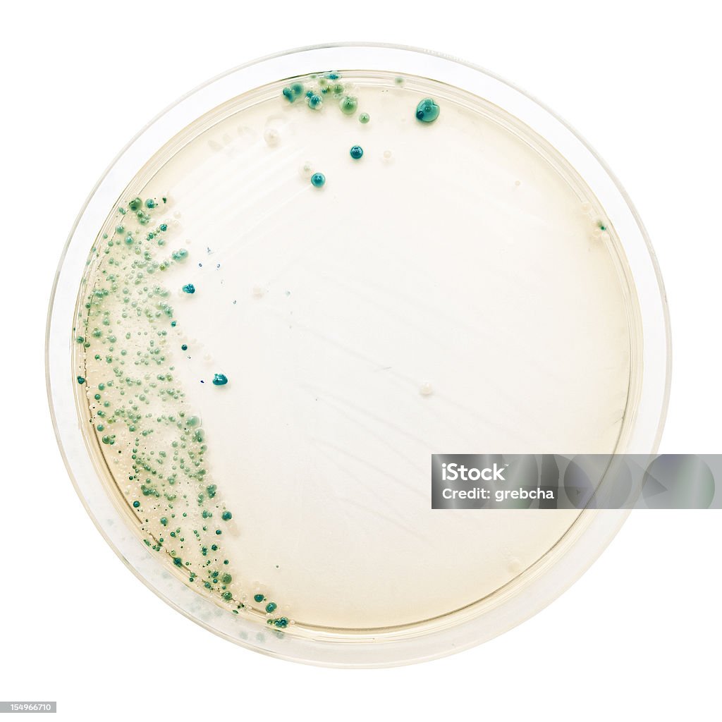 Bacteria colonies on petri dish  Petri Dish Stock Photo