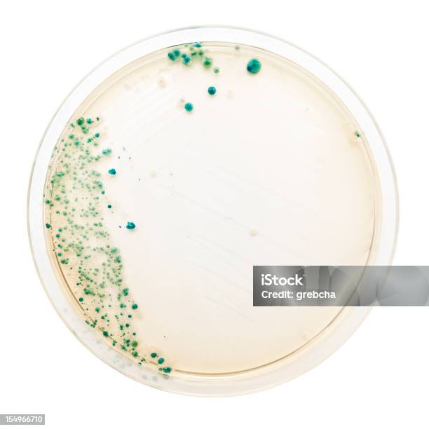 Bacteria Colonies On Petri Dish Stock Photo - Download Image Now - Petri Dish, Agar Jelly, Bacterium