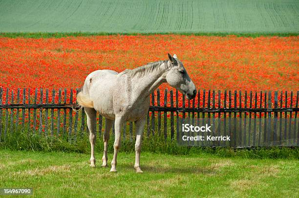 White Horse Vor Mohn Feld Stockfoto und mehr Bilder von Einsamkeit - Einsamkeit, Farbbild, Feld