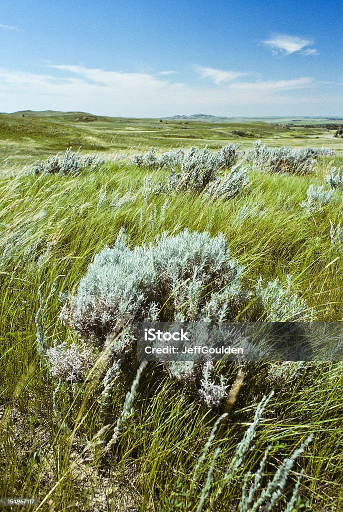 Grassland und Wüsten-Beifuß - Lizenzfrei Wüsten-Beifuß Stock-Foto