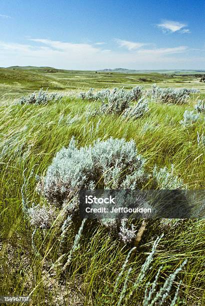 Grassland Und Wüstenbeifuß Stockfoto und mehr Bilder von Wüsten-Beifuß - Wüsten-Beifuß, Dramatische Landschaft, Farbbild