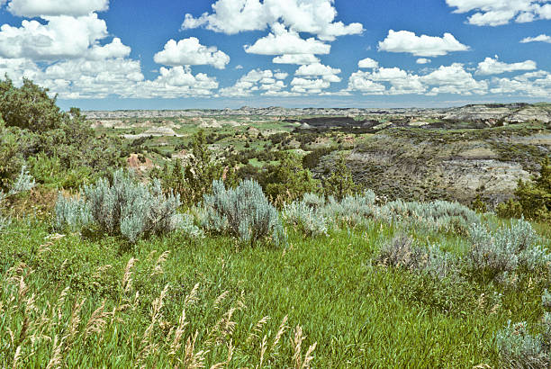 Badland Meadow, Grass and Sagebrush Theodore Roosevelt National Park lies where the Great Plains meet the rugged Badlands near Medora, North Dakota, USA. The park's 3 units, linked by the Little Missouri River is a habitat for bison, elk and prairie dogs. The park's namesake, President Teddy Roosevelt once lived in the Maltese Cross Cabin which is now part of the park. This picture of a prairie grassland was taken from the Scenic Loop Drive. jeff goulden national park stock pictures, royalty-free photos & images