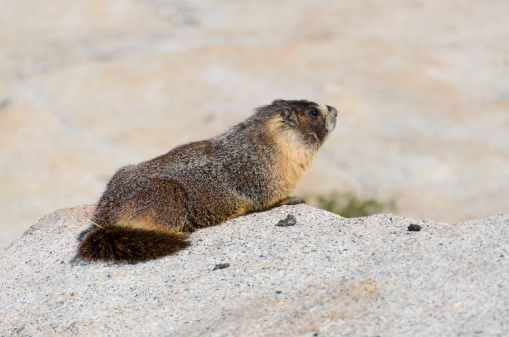 Marmot in Yosemite National Park in California in the United States of America