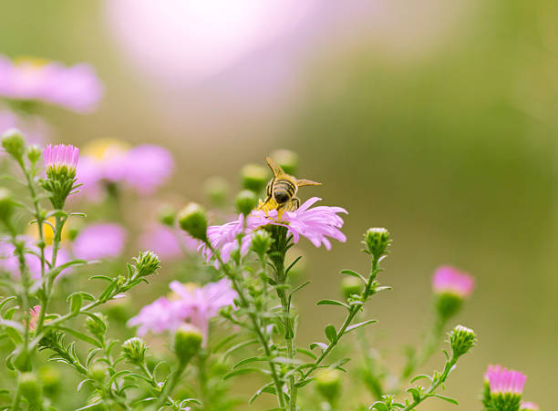 istock Bee on the pink flowers 154967948