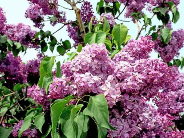 istock bright lilac flowers on the branches illuminated by the morning sun 1549683247