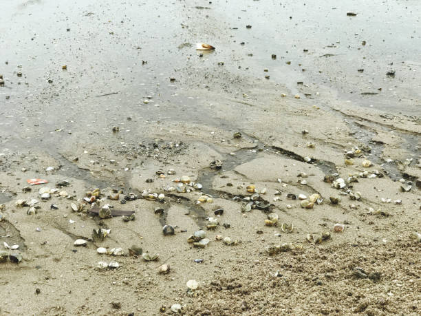 istock A beach with sand, rocks and shells lying on the sandy bottom of the beach. 1549686903