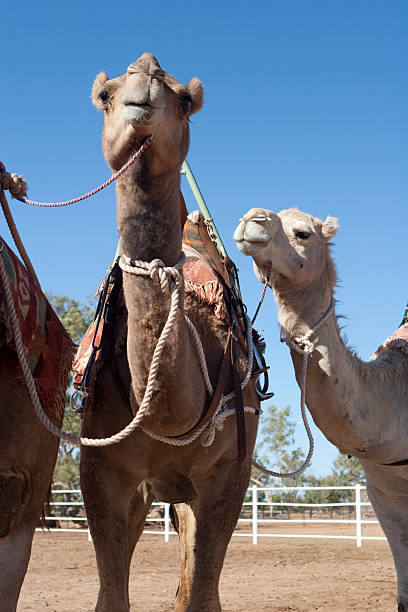 kamele - camel dromedary camel desert alice springs stock-fotos und bilder