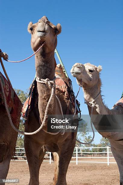 Cammelli - Fotografie stock e altre immagini di Alice Springs - Alice Springs, Animale, Australia