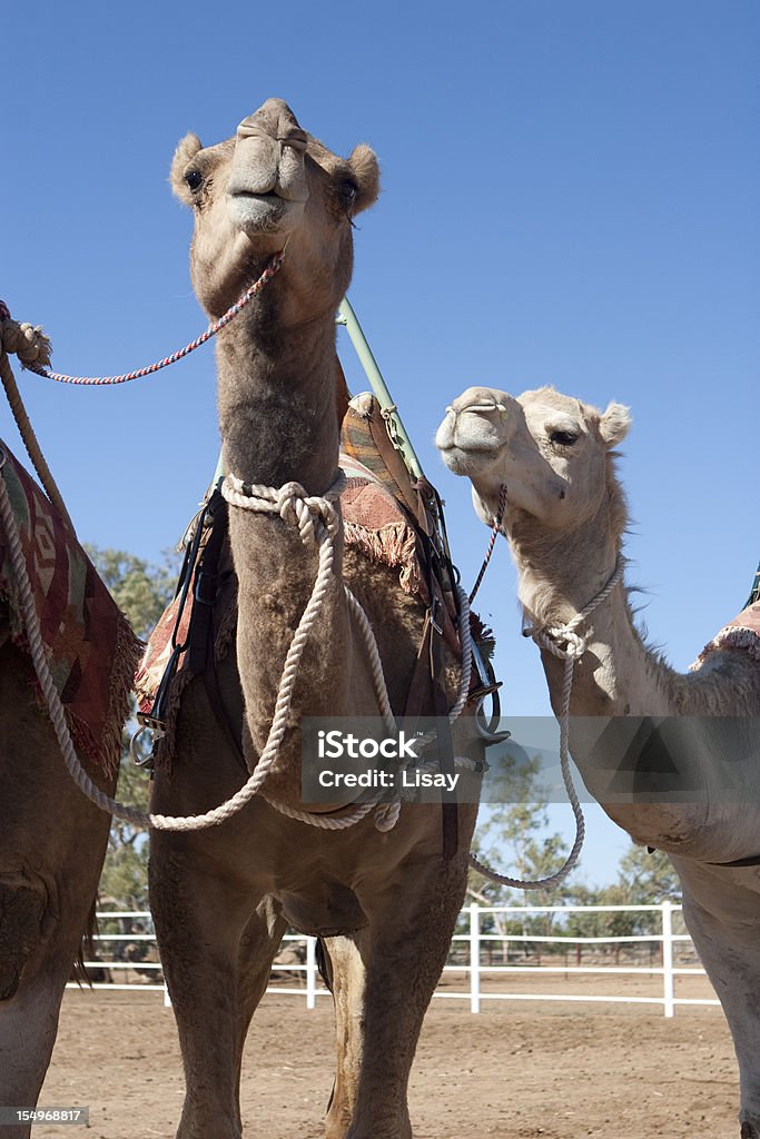 Верблюдов - Стоковые фото Австралия - Австралазия роялти-фри