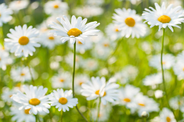 istock marguerite meadow in early spring sunshine 154968901