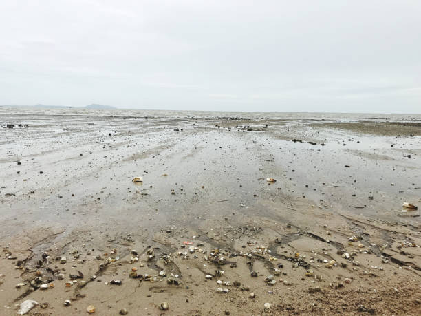 A beach with sand, rocks and shells lying on the sandy bottom of the beach.