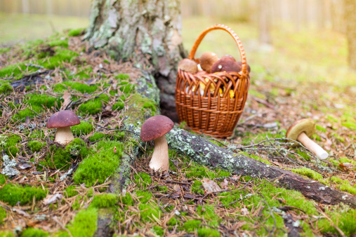 fresh mushrooms in a basket