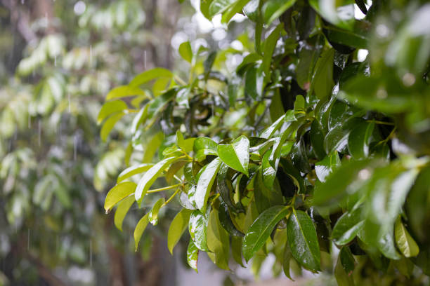 istock green leaves in the rain 1549695173