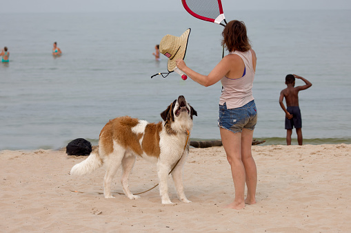 Manitowoc WI USA July 15 2023 : a family with a St. Bernard dog is playing on the beach
