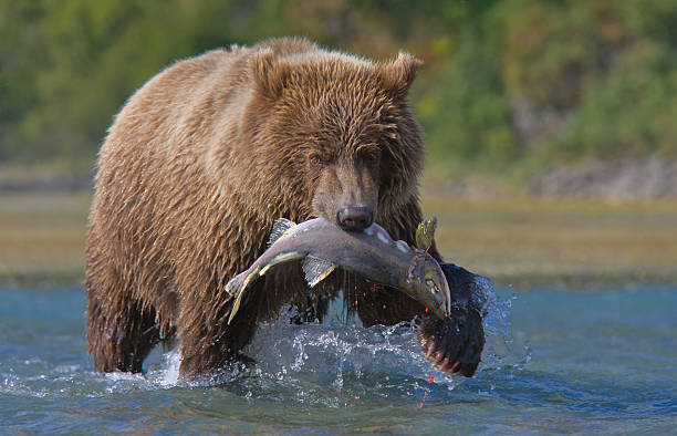 Bear and Salmon  brown bear catching salmon stock pictures, royalty-free photos & images