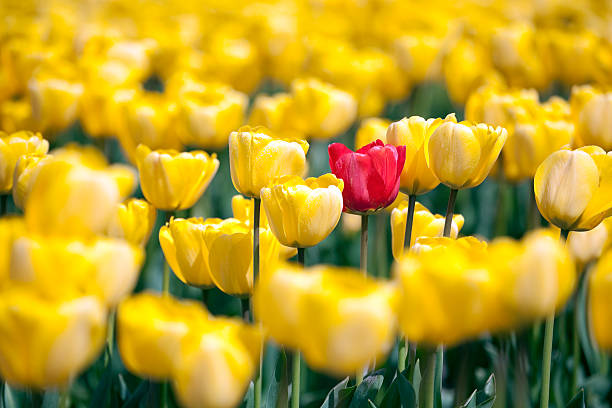 istock Single red tulip in field of yellow 154970303