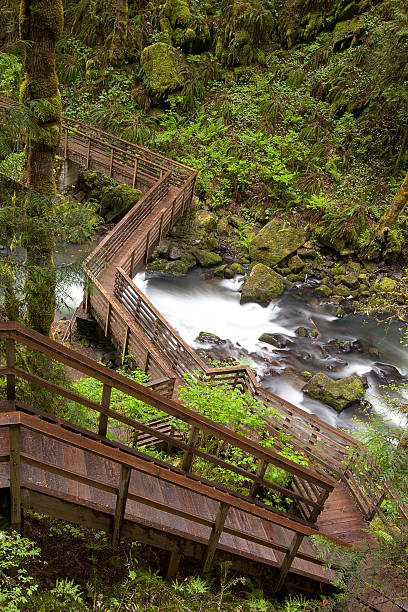 Forest und Stream Weg – Foto