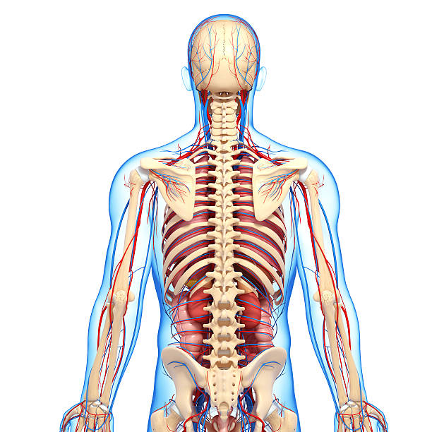 istock circulatory system of male back 154970758