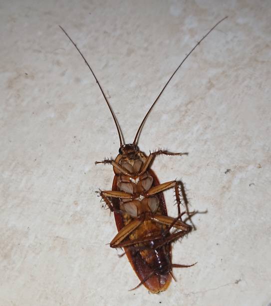 istock Contemplation in Serenity: Unveiled Cockroach on Marble 1549707631