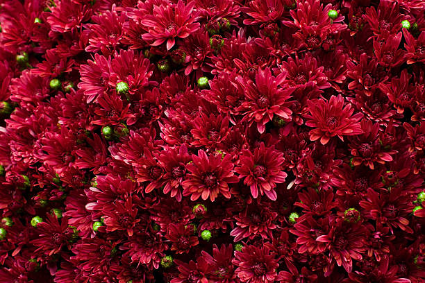 Chrysanthemum stock photo