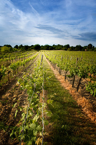 istock The vineyards of Rheingau 154971234