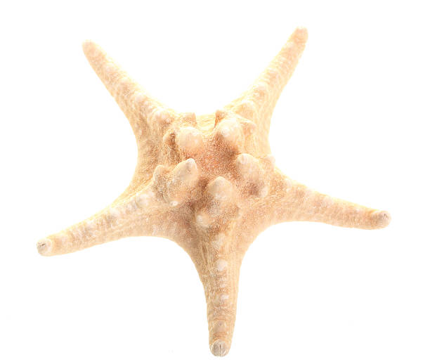 istock Finger Starfish isolated on white. Sea stars and shells 154972472