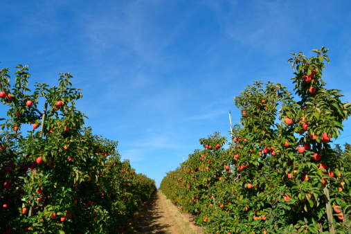 An apple orchard in NW Washinton