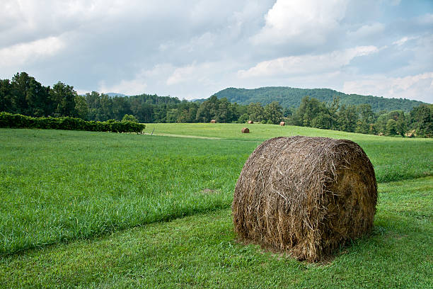 Round Bale of Hay stock photo