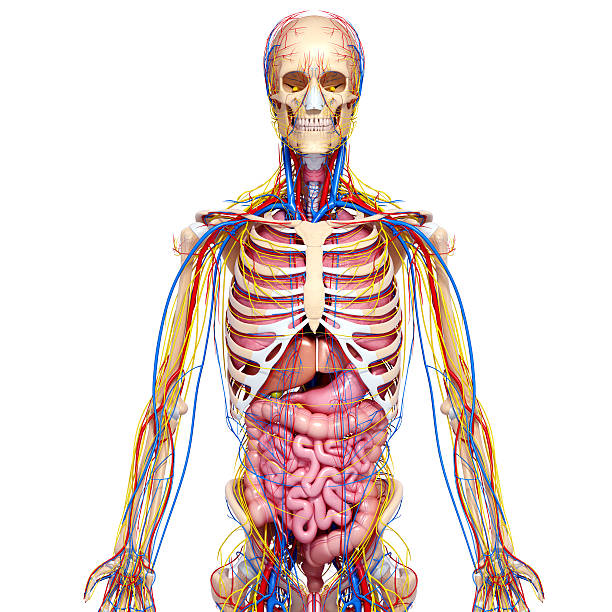 istock blood circulatory system and nervous of man 154973085
