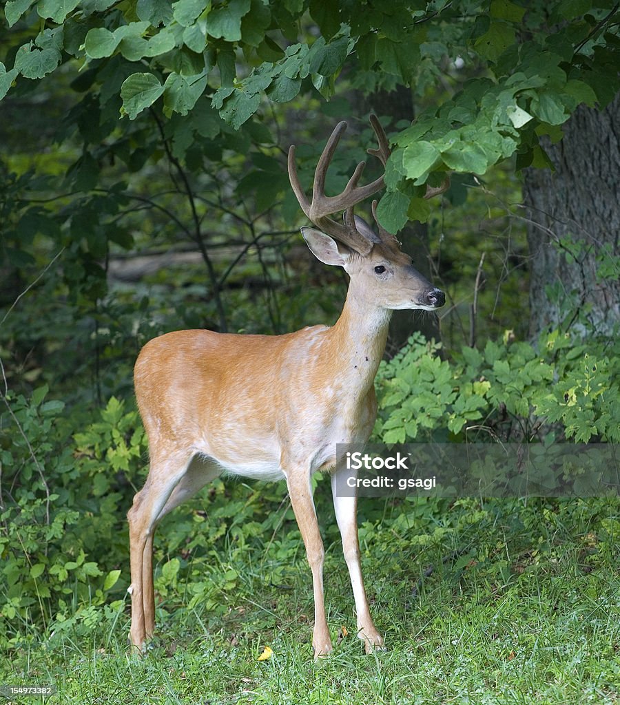 Forest wait Buck with antlers in velvet waiting by the edge of a forest Animal Stock Photo