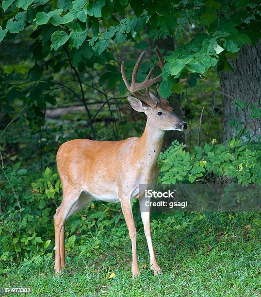 Forest Wait Stock Photo - Download Image Now - Animal, Animal Body Part, Animal Ear