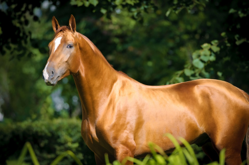 Beautiful golden red Don horse portrait in summer